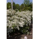Photo Courtesy of Bailey Nurseries Inc.