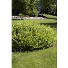 Photo Courtesy of Bailey Nurseries Inc.