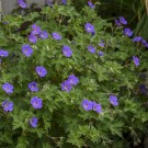Photo Courtesy of Walter's Gardens, Inc.
