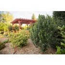 Photo Courtesy of Bailey Nurseries Inc.