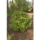Photo Courtesy of Bailey Nurseries Inc.