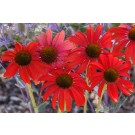 Photo Courtesy of Ball Horticultural Company