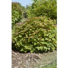 Photo Courtesy of Bailey Nurseries Inc.