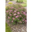 Photo Courtesy of Bailey Nurseries Inc.