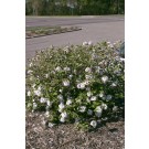 Photo Courtesy of Bailey Nurseries inc.