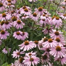 Photo Courtesy of Walter's Gardens, Inc.