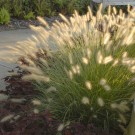 Photo Courtesy of Walter's Gardens, Inc.