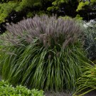 Photo Courtesy of Walter's Gardens, Inc.