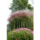 Photo Courtesy of Bailey Nurseries Inc.