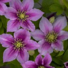 Photo Courtesy of Walter's Gardens, Inc.