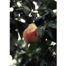 Photo Courtesy of Bailey Nurseries Inc.