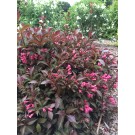 Photo Courtesy of Bailey Nurseries Inc.