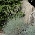 Photo Courtesy of Walter's Gardens, Inc.