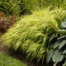 Photo Courtesy of Walter's Gardens, Inc.