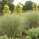 Photo Courtesy of Walter's Gardens, Inc.
