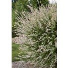 Photo Courtesy of Bailey Nurseries Inc.