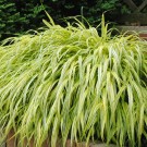 Photo Courtesy of Walter's Gardens, Inc.
