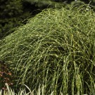 Photo Courtesy of Walter's Gardens, Inc.