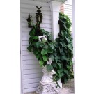 Photo Courtesy of Bailey Nurseries Inc.