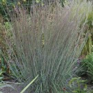 Photo Courtesy of Walter's Gardens, Inc.