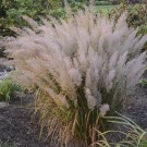 Photo Courtesy of Walter's Gardens, Inc.