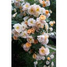 Photo Courtesy of Bailey Nurseries Inc.