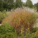 Photo Courtesy of Walter's Gardens Inc.