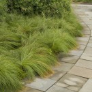 Photo Courtesy of Walter's Gardens, Inc.