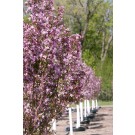 Photo Courtesy of Bailey Nurseries Inc.