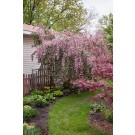 Photo Courtesy of Bailey Nurseries Inc.