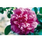 Photo Courtesy of Bailey Nurseries Inc.
