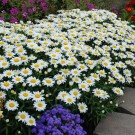 Photo Courtesy of Walter's Gardens, Inc.