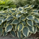 Photo Courtesy of Walter's Gardens, Inc.