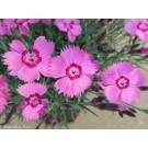 Photo Courtesy of Ball Horticultural Company