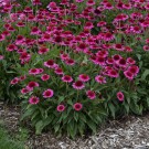 Photo Courtesy of Walter's Gardens, Inc.