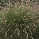Photo Courtesy of Walter's Gardens, Inc.