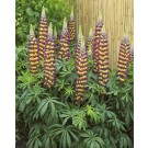 Photo Courtesy of Ball Horticultural Company