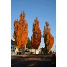 Photo courtesy of J.Frank Schmidt Nursery