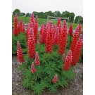 Photo Courtesy of Ball Horticultral Company