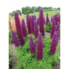 Photo Courtesy of Ball Horticultural Company