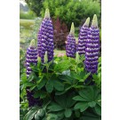 Photo Courtesy of Ball Horticultural Company