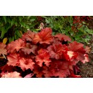Photo Courtesy of TERRA NOVA® Nurseries, Inc.