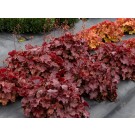 Photo Courtesy of TERRA NOVA® Nurseries, Inc.