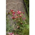 Photo Courtesy of Syngenta Flowers
