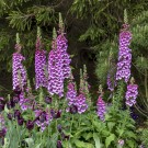 Photo Courtesy of Walter's Gardens, Inc.
