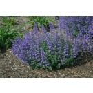 Photo Courtesy of Ball Horticultural Company