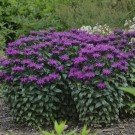 Photo Courtesy of Walter's Gardens, Inc.