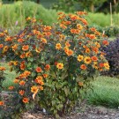 Photo Courtesy of Walter's Gardens, Inc.