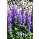 Photo Courtesy of Ball Horticultural Company