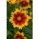 Photo Courtesy of Ball Horticultural Company